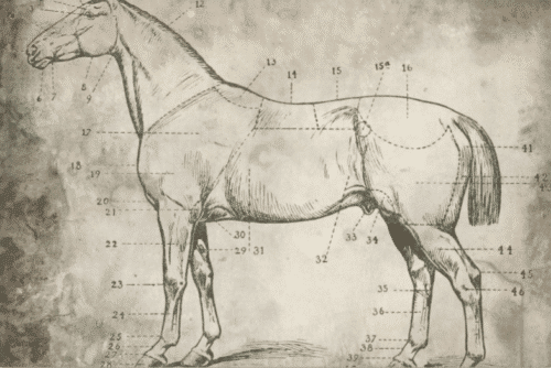 Cheval Numéroté - Papier découpage (50 x 76 cm)