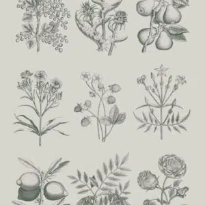 Botanical Drawings, RHS with Annie Sloan Decoupage Paper