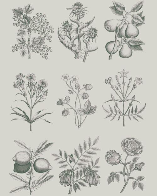 Botanical Drawings, RHS with Annie Sloan Decoupage Paper