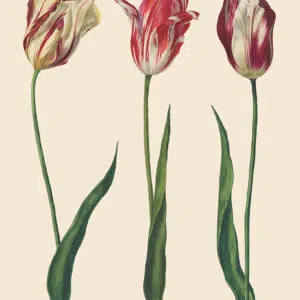 Dutch Tulips, RHS with Annie Sloan Decoupage Paper