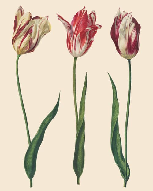 Dutch Tulips, RHS with Annie Sloan Decoupage Paper