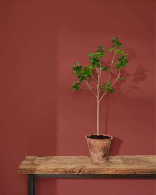 Primer Red (Wall Paint) – Image 3