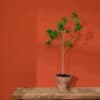 Riad Terracotta (Wall Paint) – Image 4