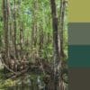Everglades - National Park Palette Collection – Image 8