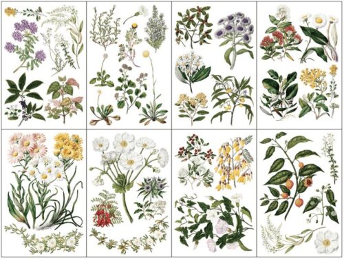 Sarah Featon's Botanicals - Transfert IOD - 20x30cm – Image 2