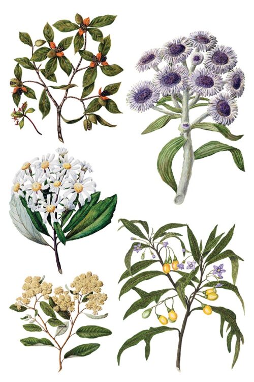 Sarah Featon's Botanicals - Transfert IOD - 20x30cm – Image 3