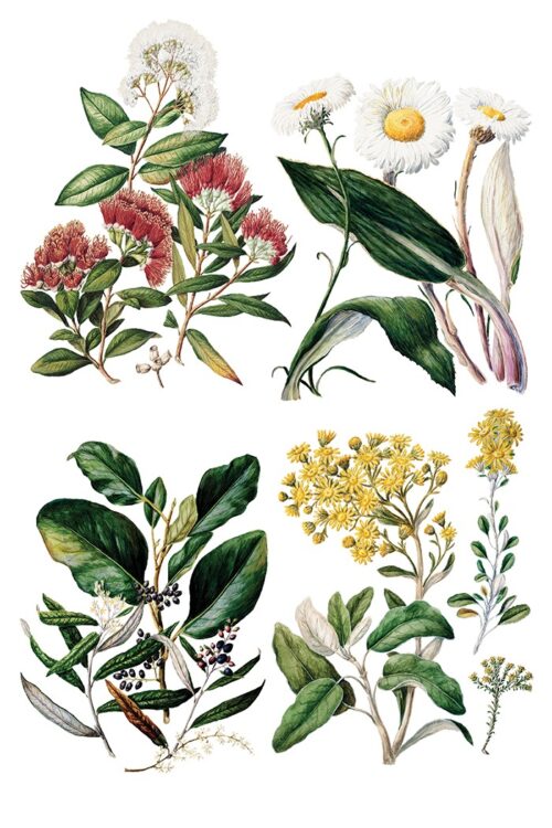 Sarah Featon's Botanicals - Transfert IOD - 20x30cm – Image 4