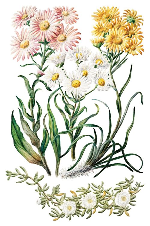 Sarah Featon's Botanicals - Transfert IOD - 20x30cm – Image 5