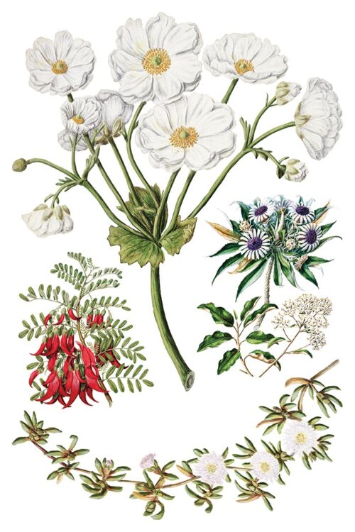 Sarah Featon's Botanicals - Transfert IOD - 20x30cm – Image 6