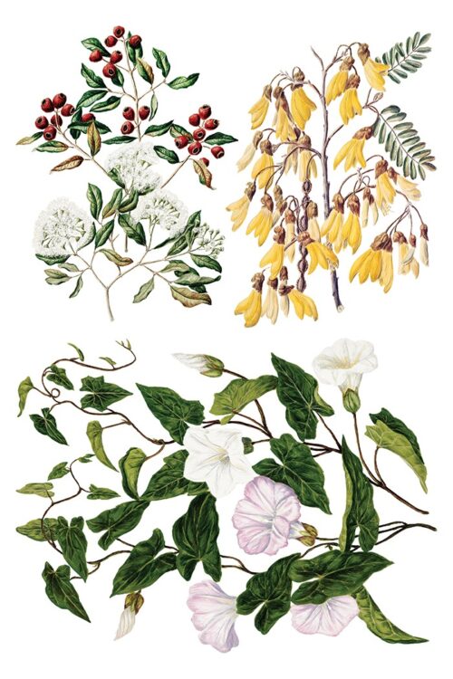 Sarah Featon's Botanicals - Transfert IOD - 20x30cm – Image 7
