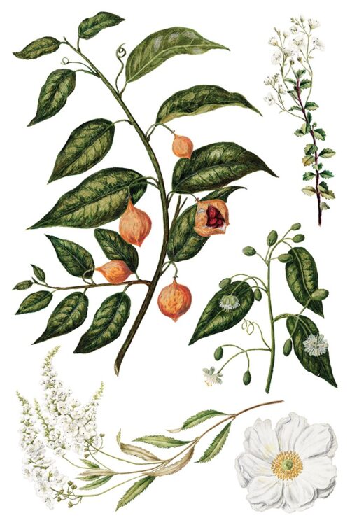 Sarah Featon's Botanicals - Transfert IOD - 20x30cm – Image 8