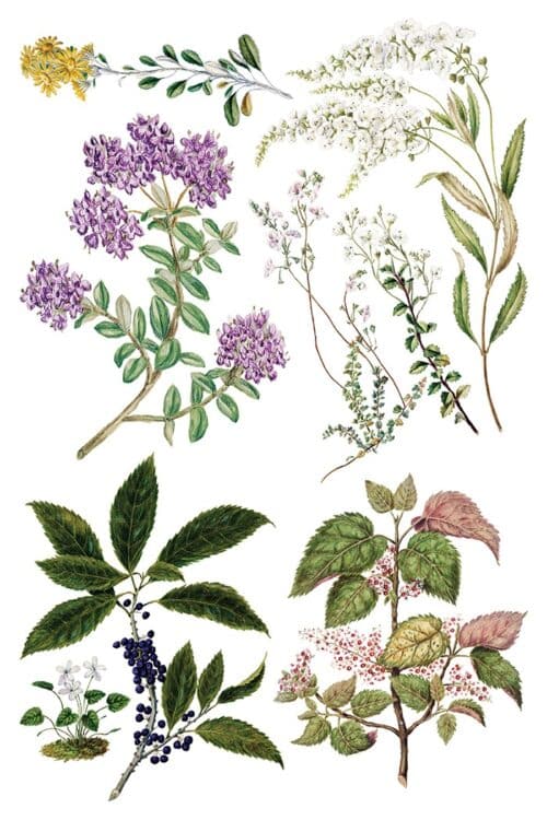 Sarah Featon's Botanicals - Transfert IOD - 20x30cm – Image 9