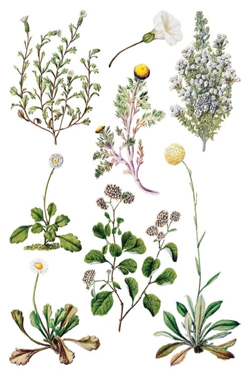 Sarah Featon's Botanicals - Transfert IOD - 20x30cm – Image 10