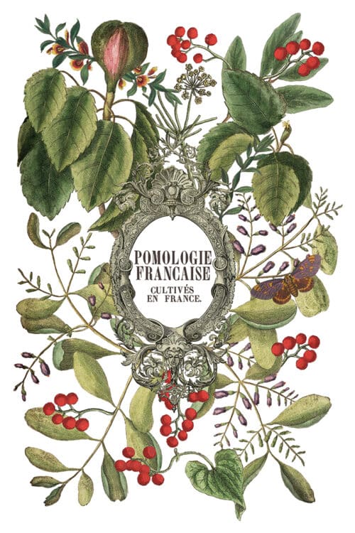 Clementine - Transfert IOD - 20,32 x 30,48 cm – Image 9