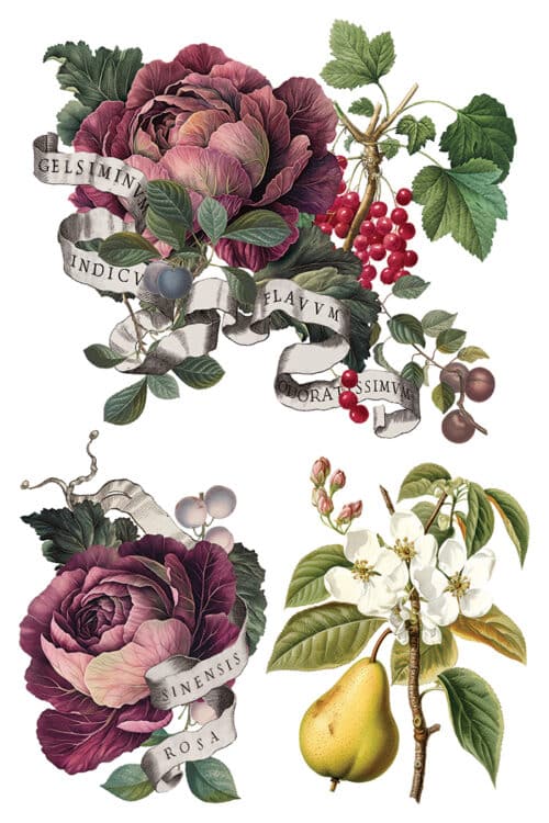 Clementine - Transfert IOD - 20,32 x 30,48 cm – Image 5