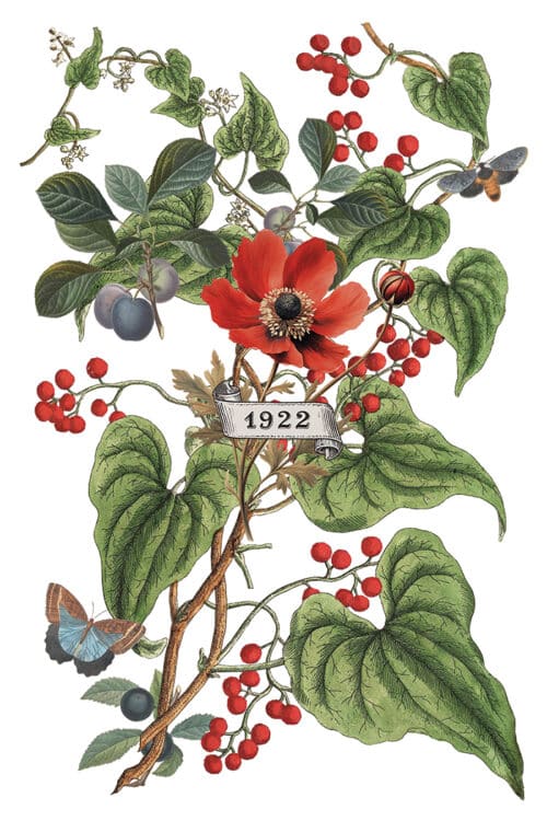 Clementine - Transfert IOD - 20,32 x 30,48 cm – Image 4