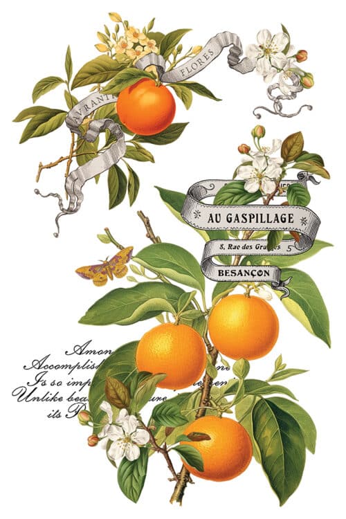 Clementine - Transfert IOD - 20,32 x 30,48 cm – Image 3